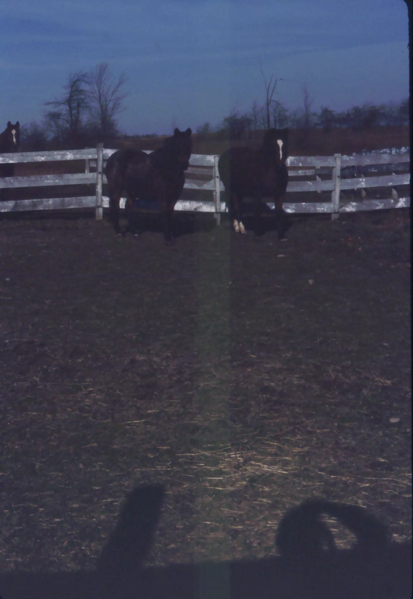 Horses in the Dark