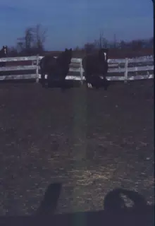 Horses in the Dark