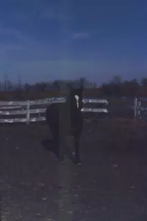 Dawn in the Dark