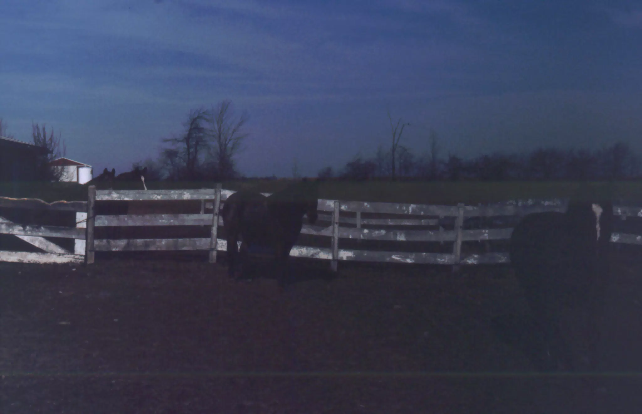 Horses in the Dark