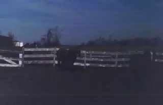 Horses in the Dark