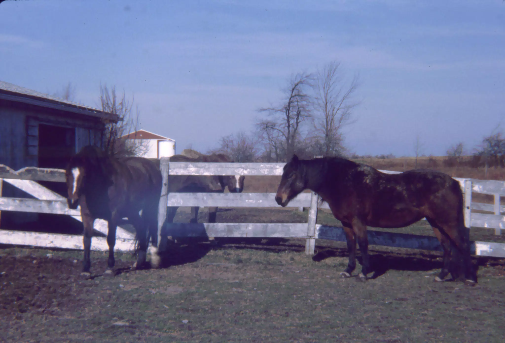 Horses