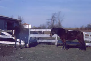 Horses
