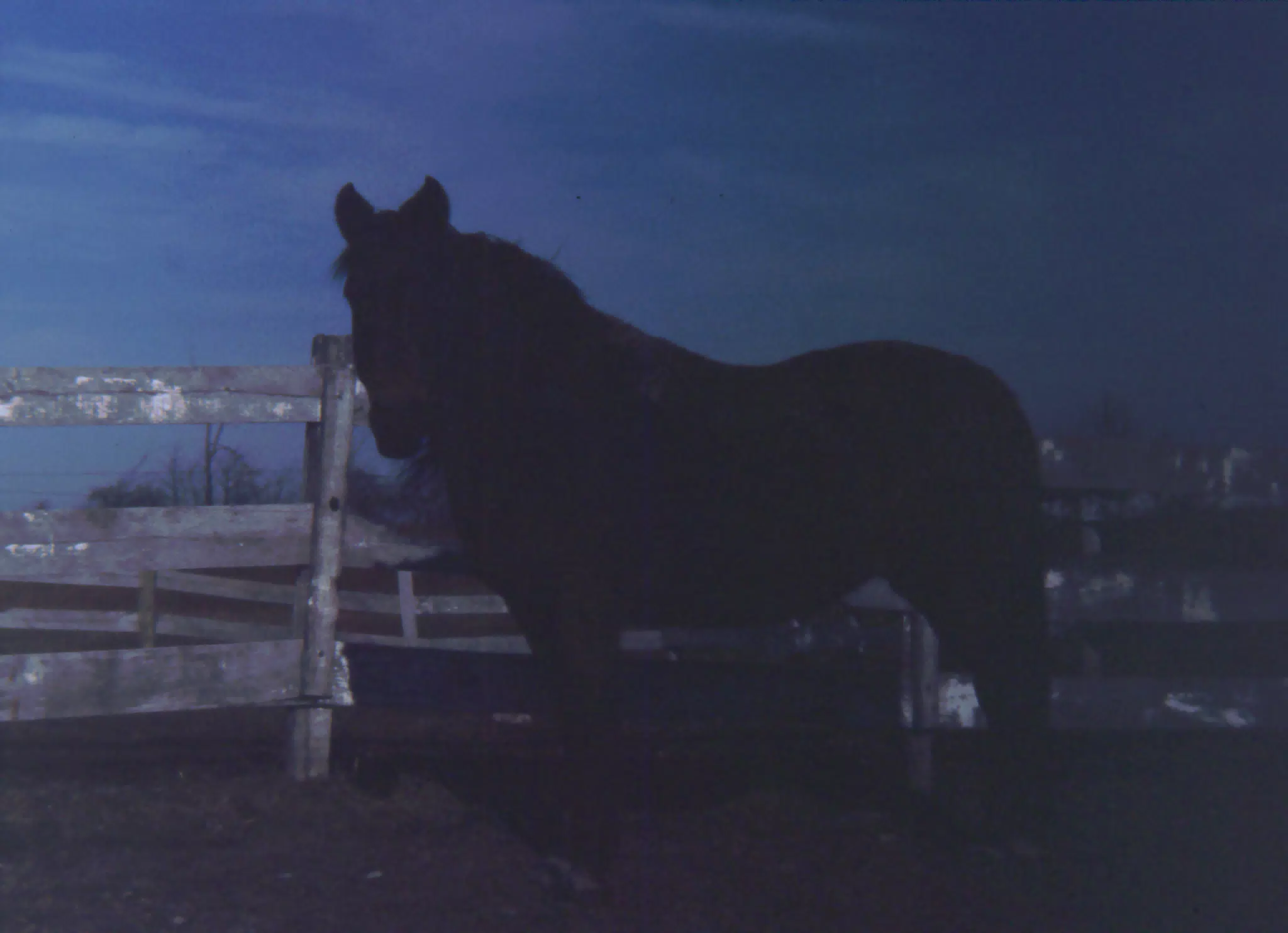 Cleo in the Dark