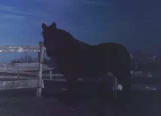 Cleo in the Dark