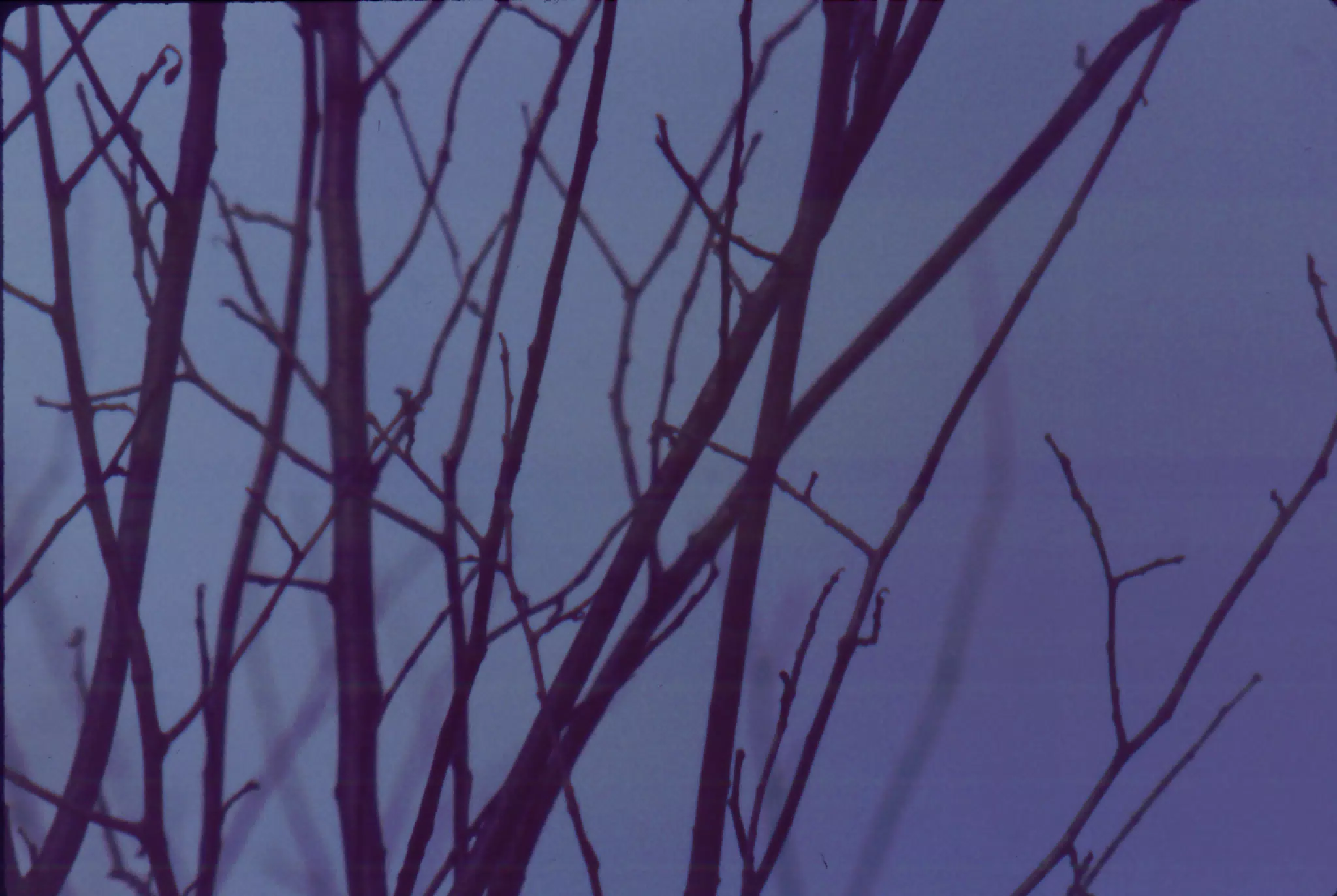Tree in Winter