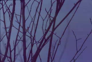 Tree in Winter