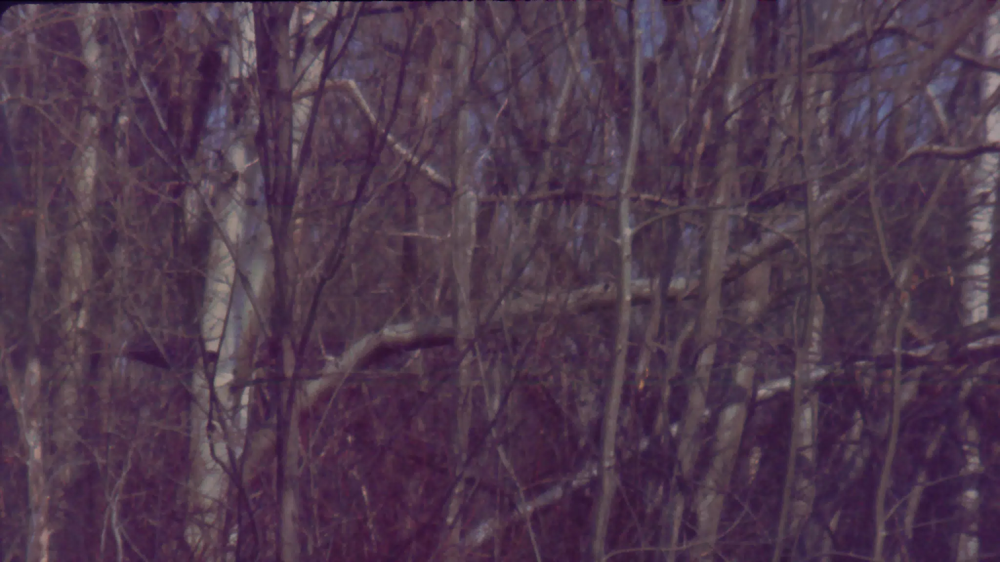 Winter in the Woods