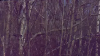 Winter in the Woods