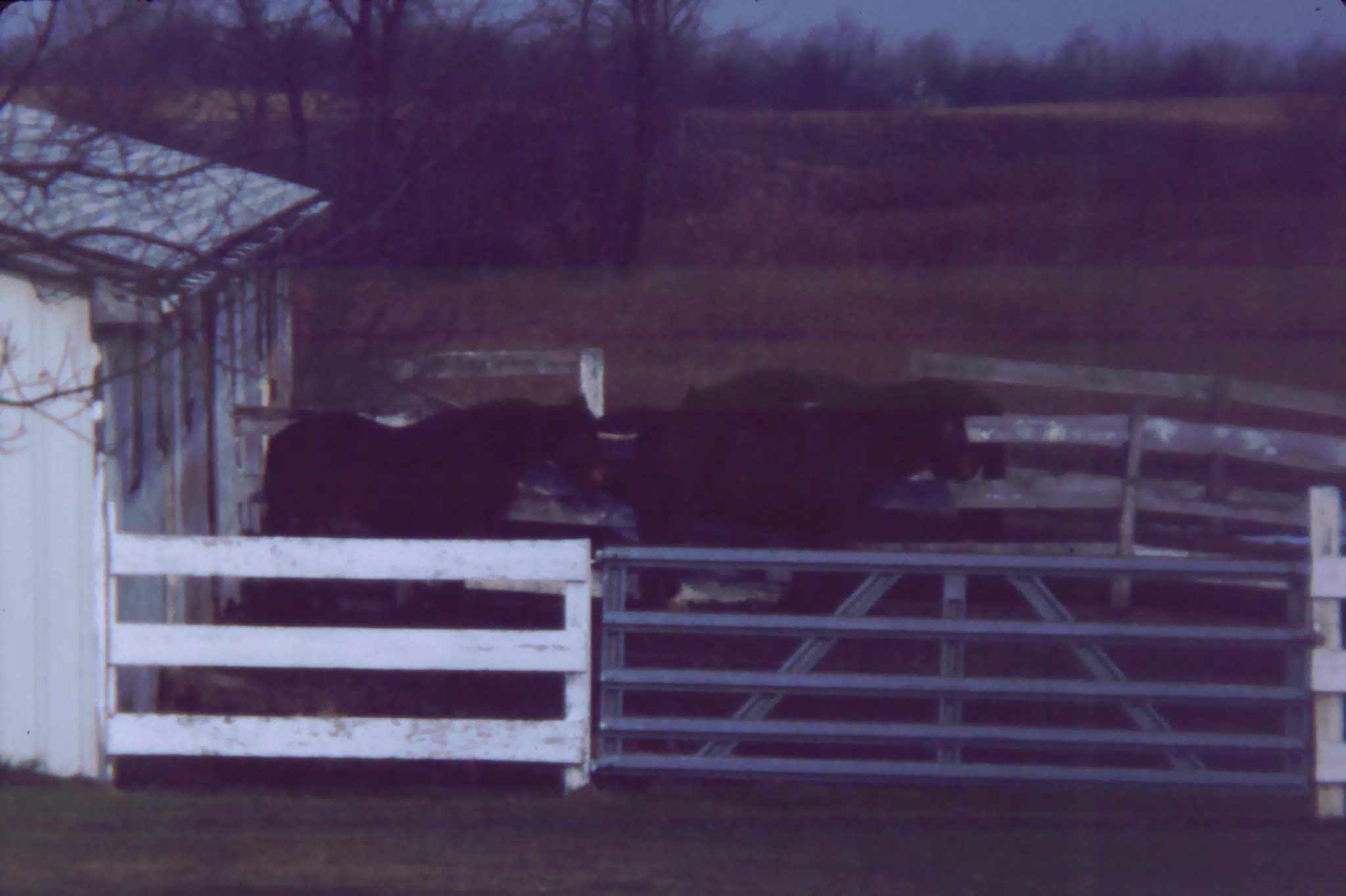 Horses in the Dark