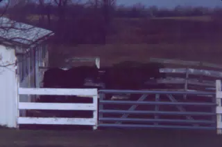 Horses in the Dark
