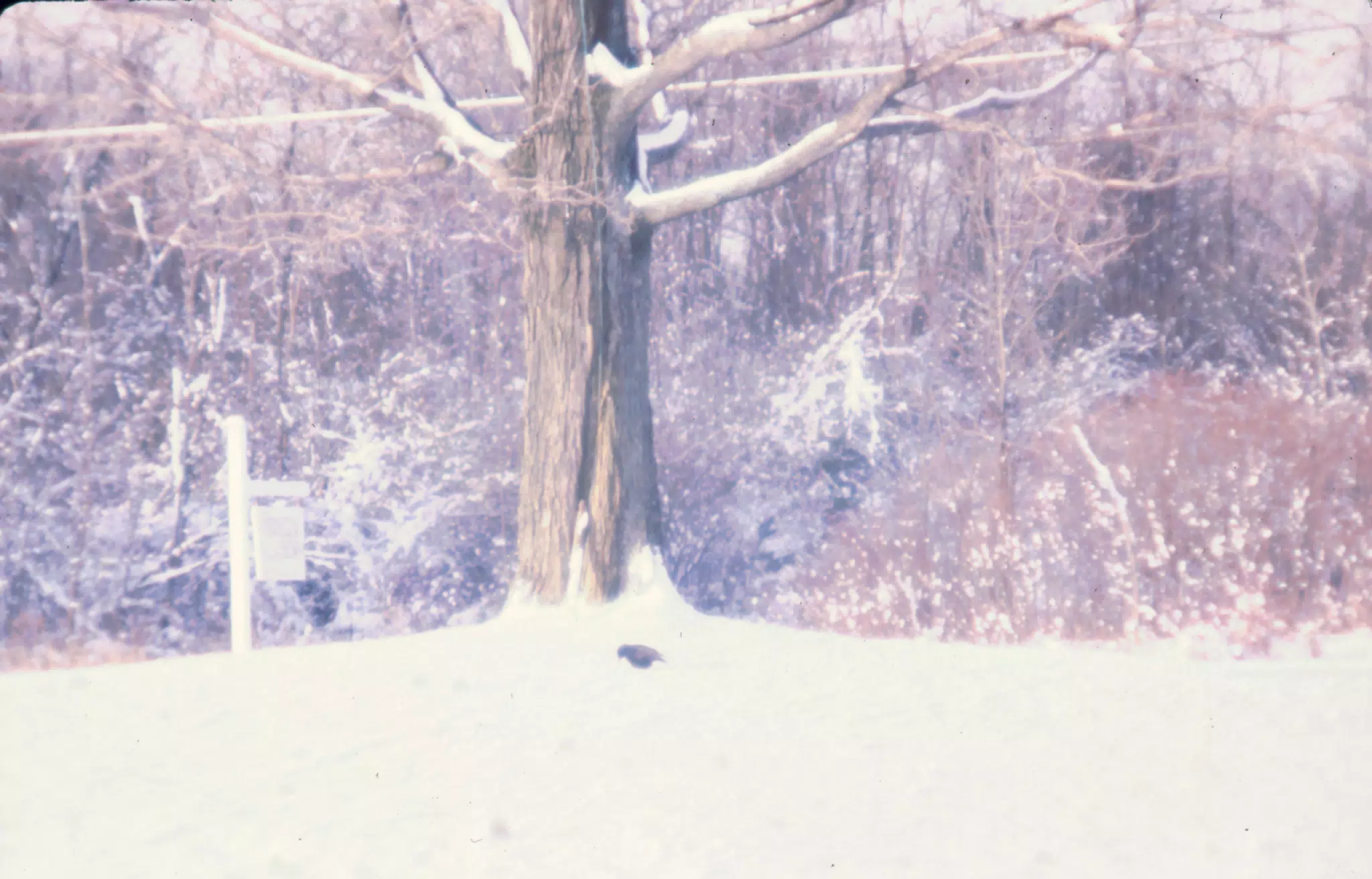 Maple Tree in Winter