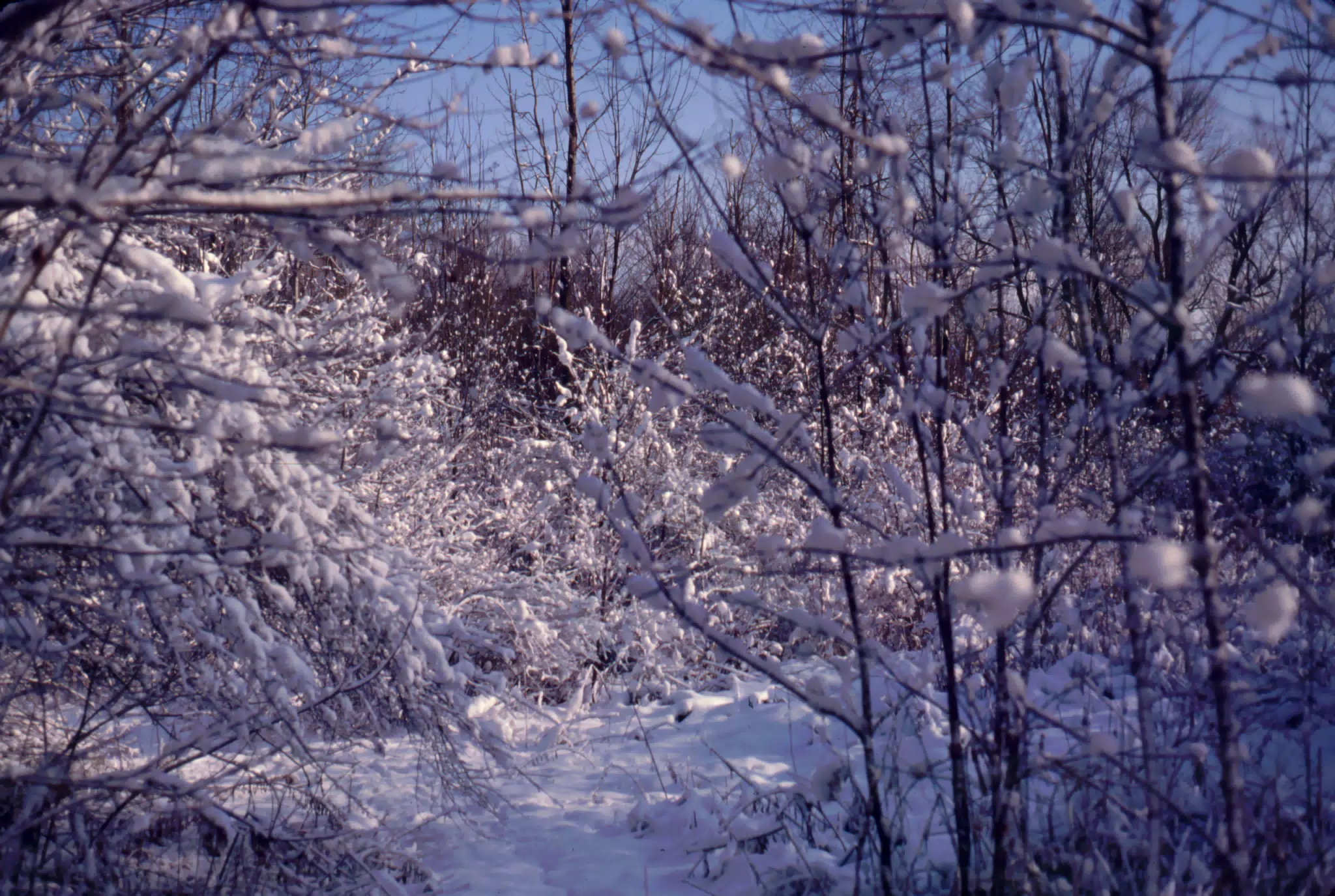 Trees in Winter