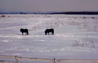 Horses in Snowy Field