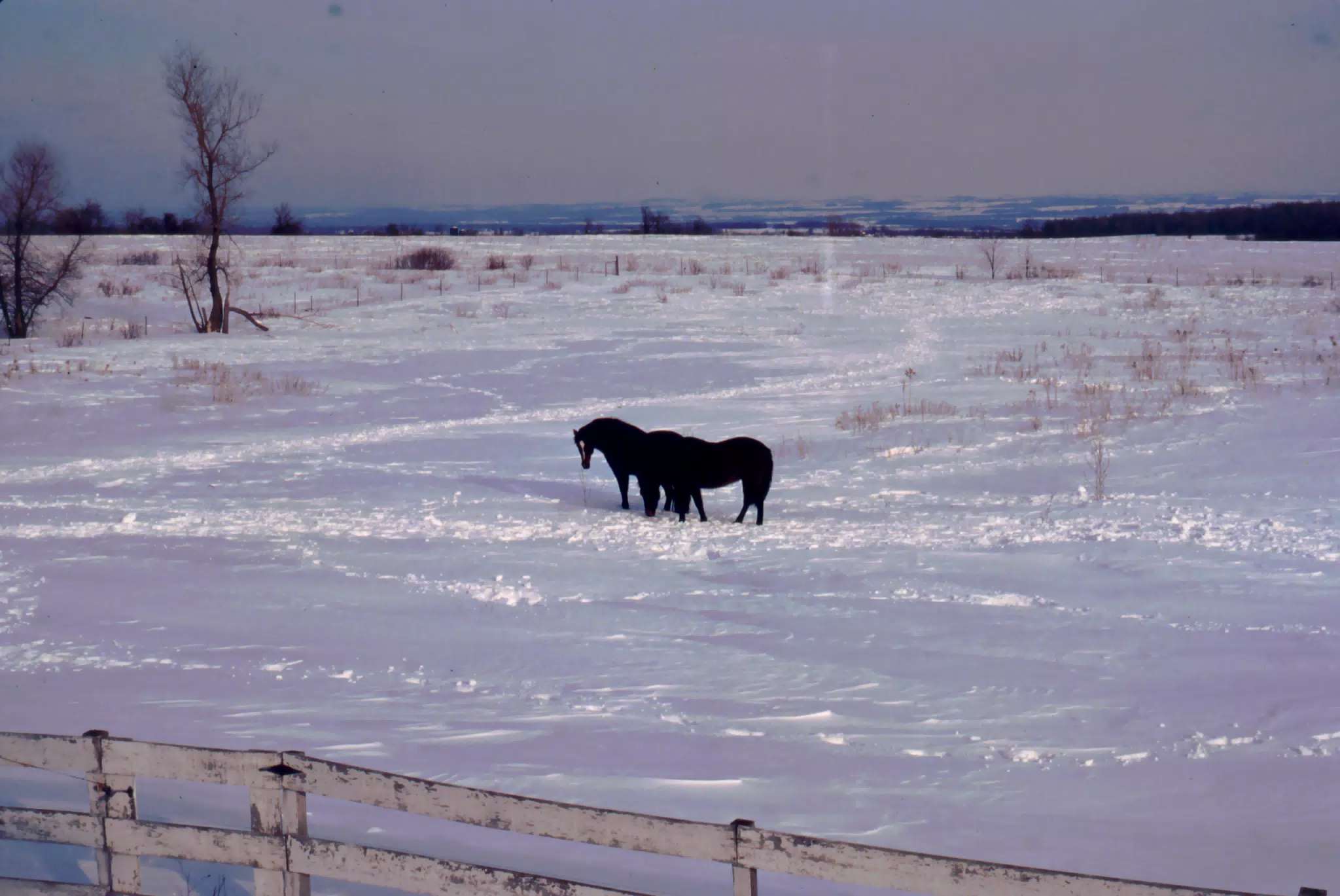 Horses in Snowy Field