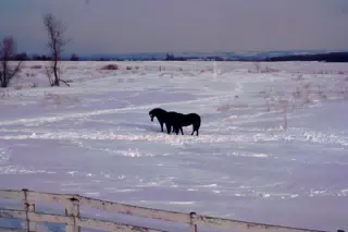 Horses in Snowy Field
