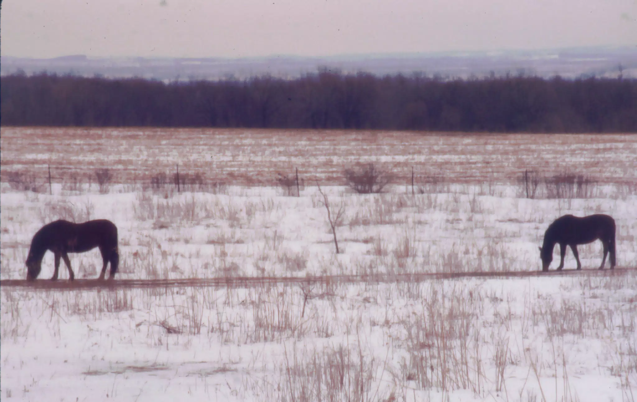 Horses in Snowy Field