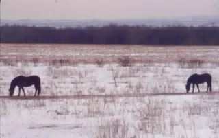 Horses in Snowy Field