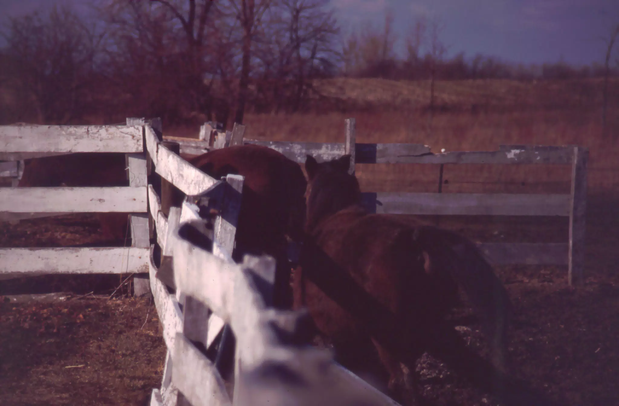 Horses Entering the Corral