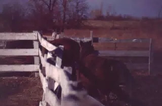 Horses Entering the Corral