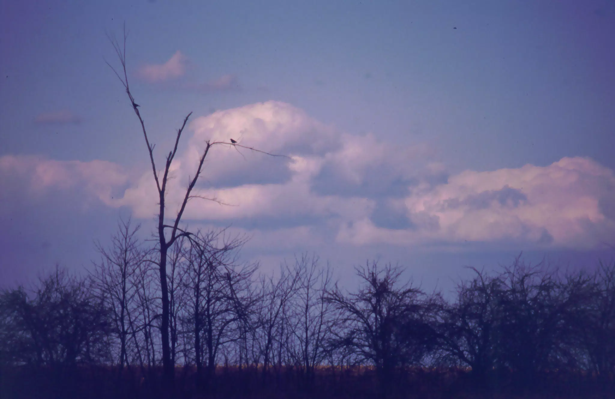 Trees in Pasture