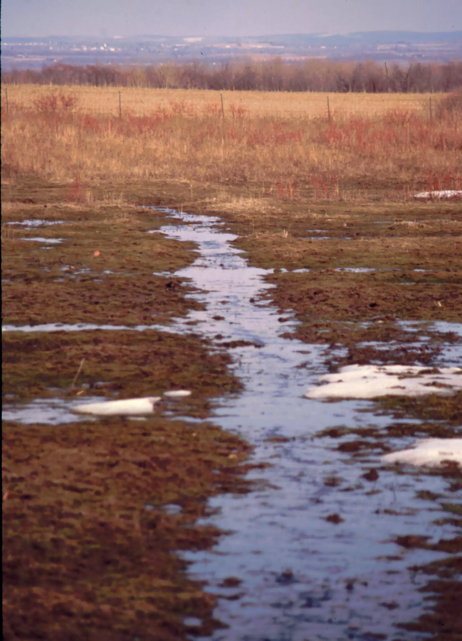 Impromtu Stream through Pasture