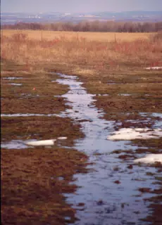 Impromtu Stream through Pasture