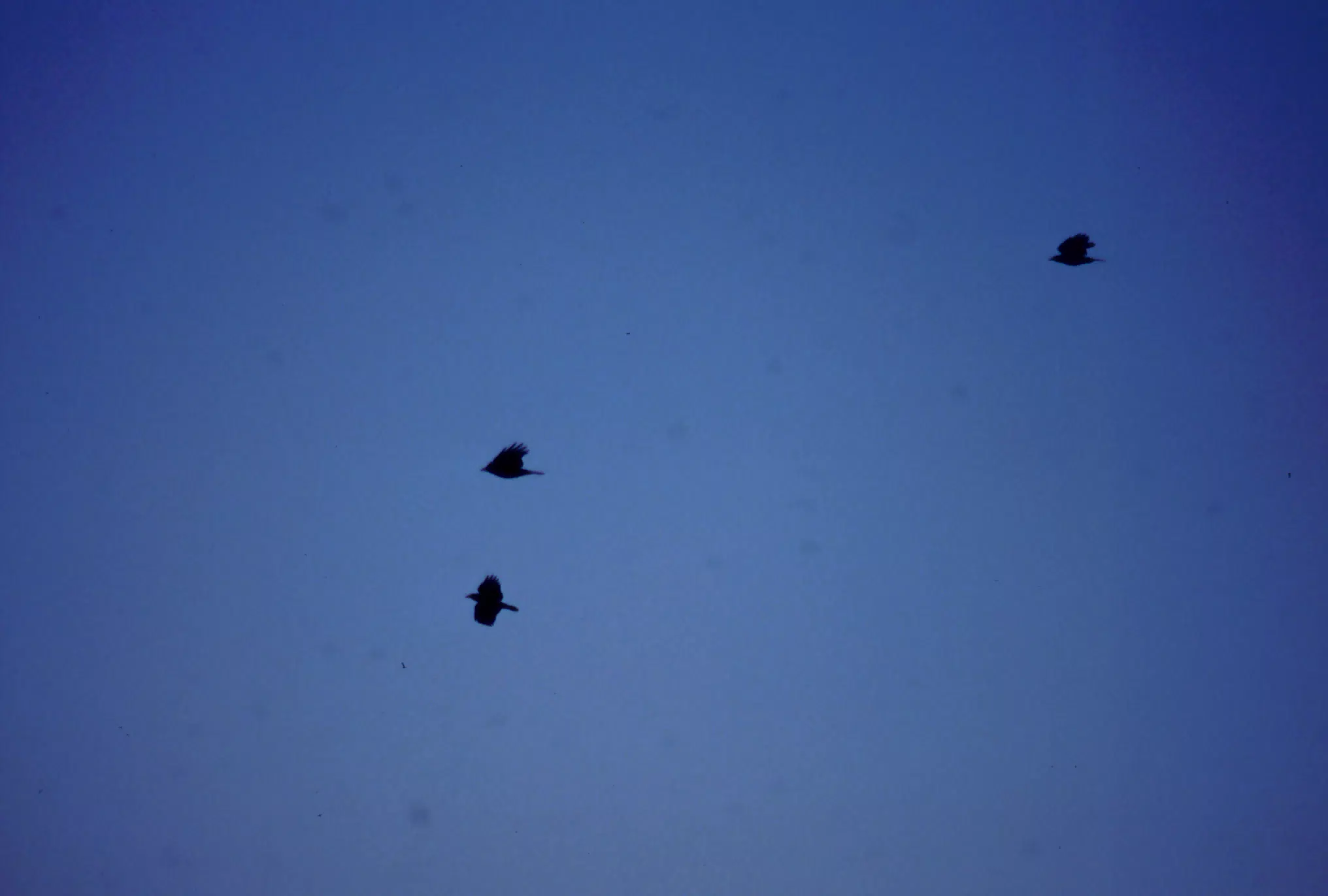 Birds