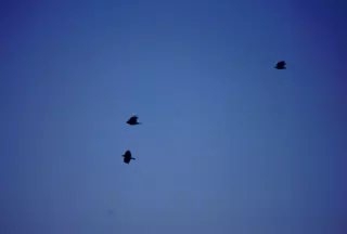 Birds
