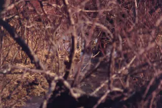 Stream Through Woods
