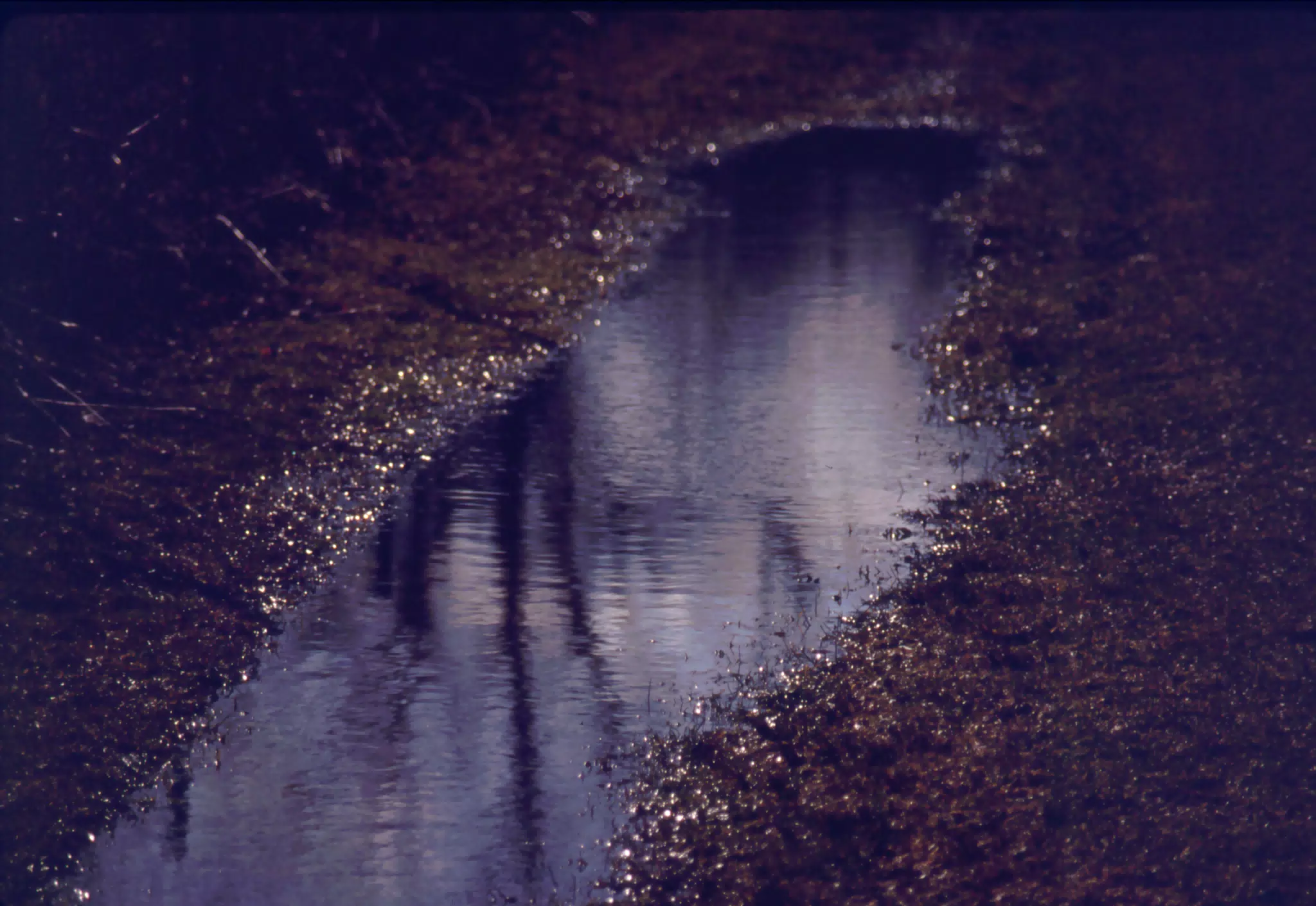 Trees Reflected in Pond in Woods