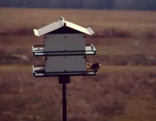 Birdhouse and Bird