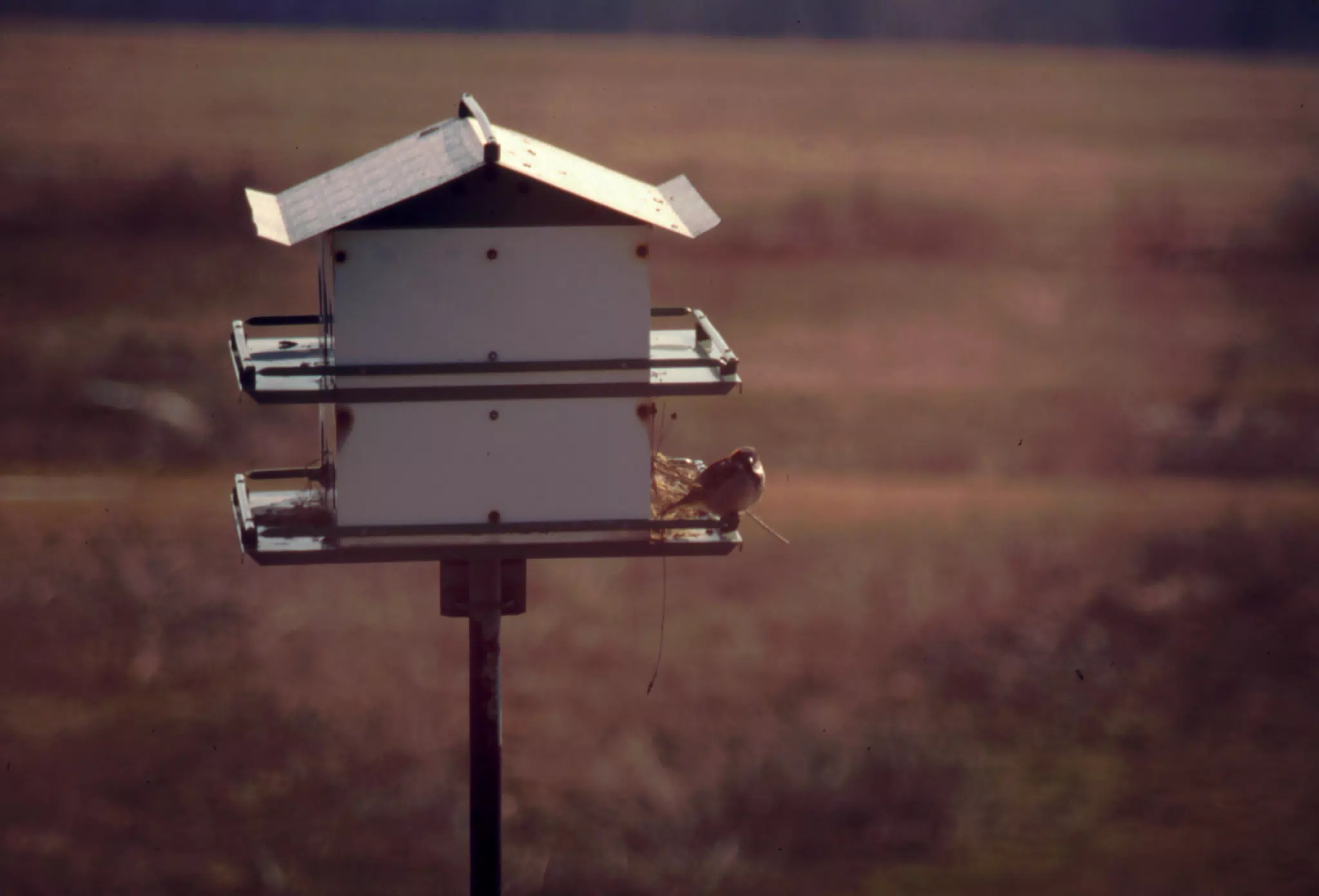 Birdhouse and Bird