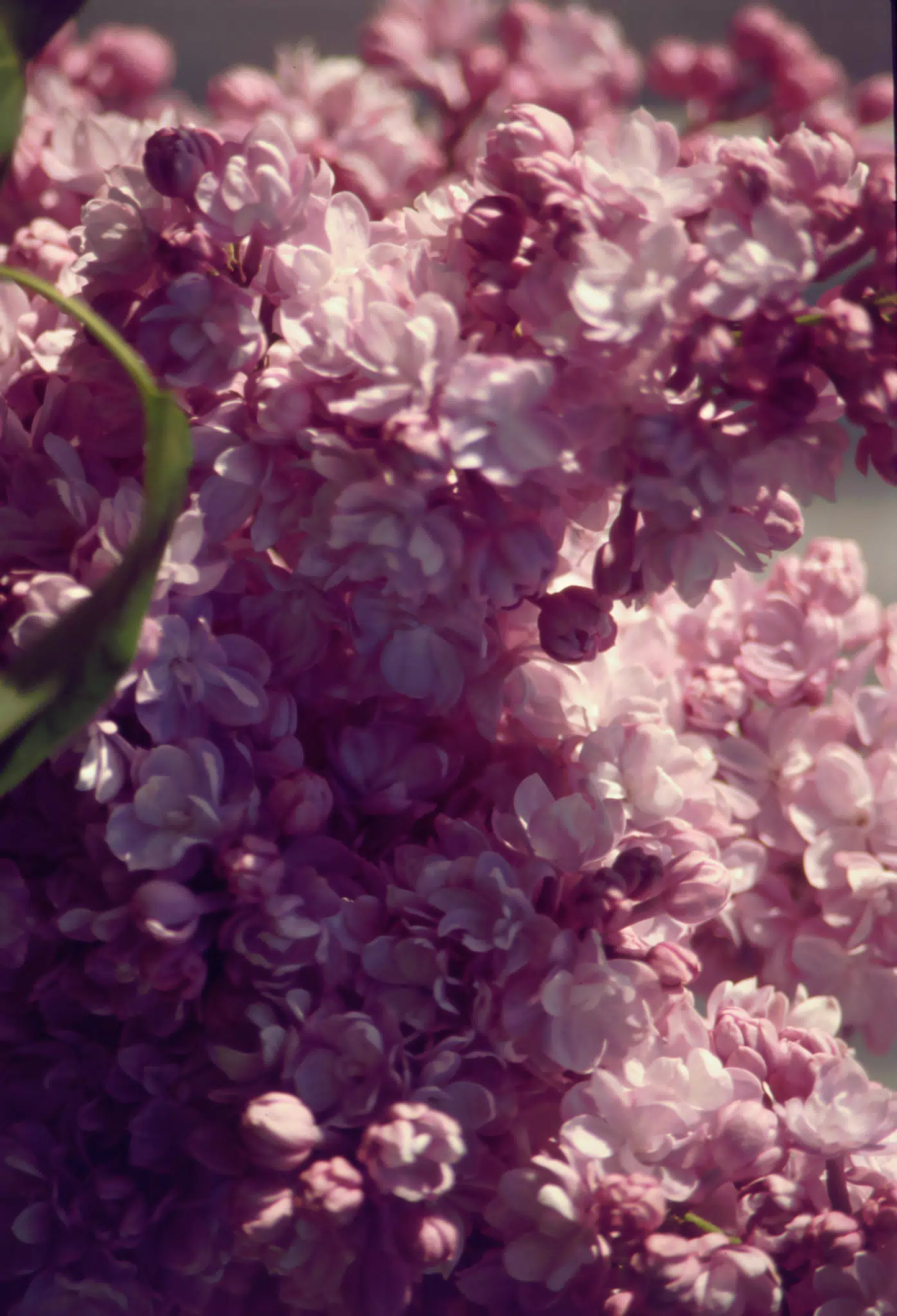 Lilacs