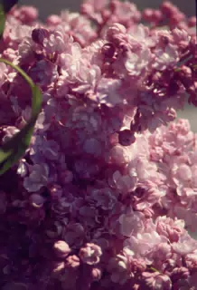 Lilacs