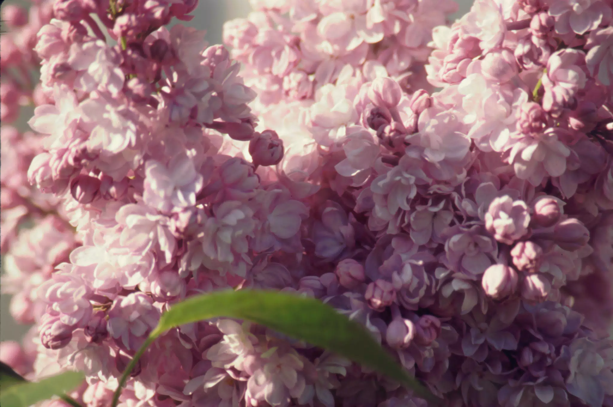 Lilacs