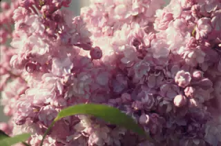 Lilacs