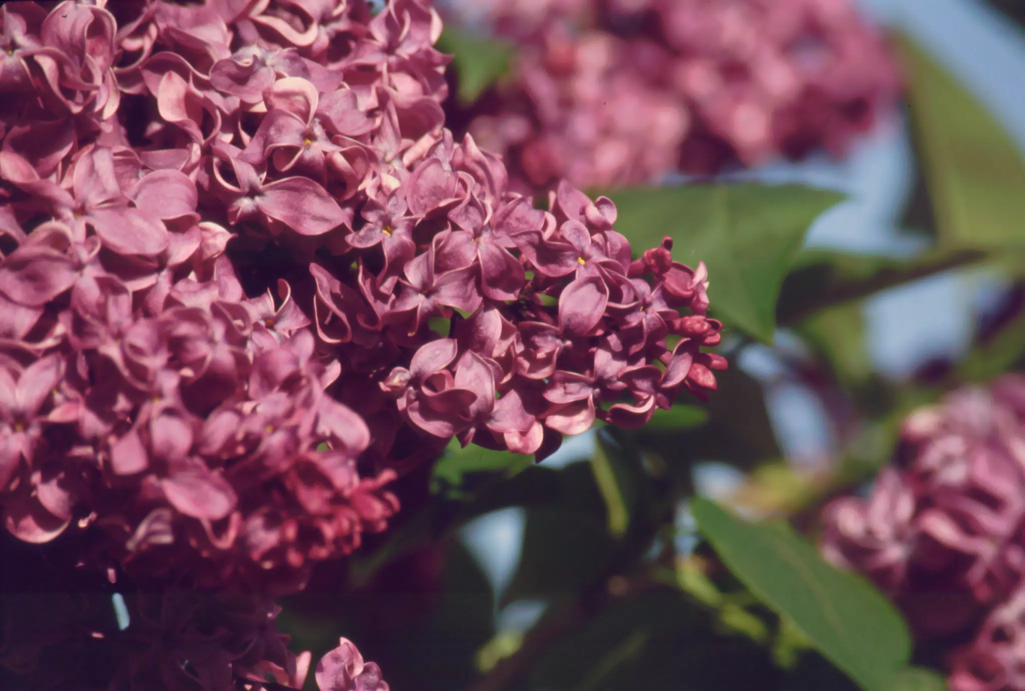 Lilacs