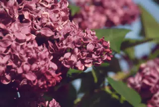 Lilacs