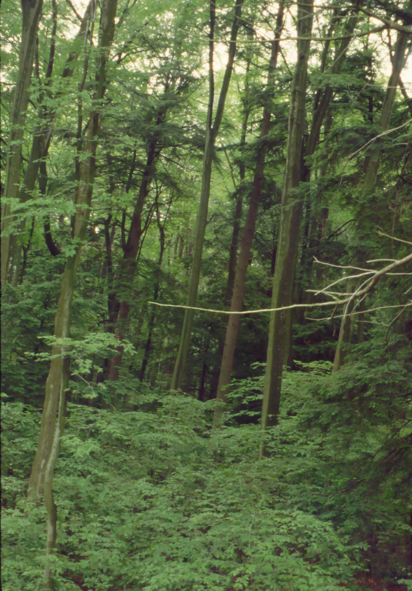 Allegheny National Forest