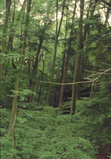 Allegheny National Forest