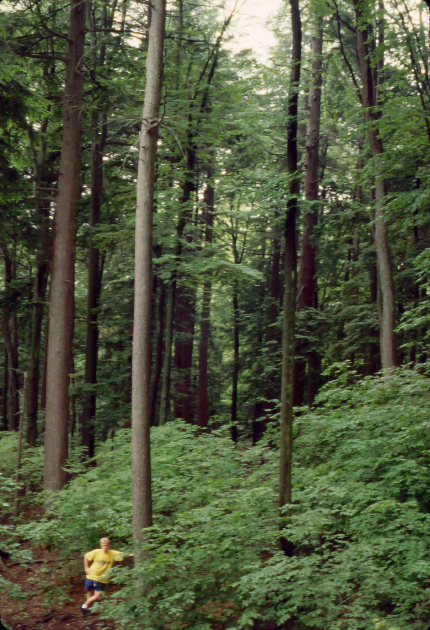 Allegheny National Forest - Eric Millen