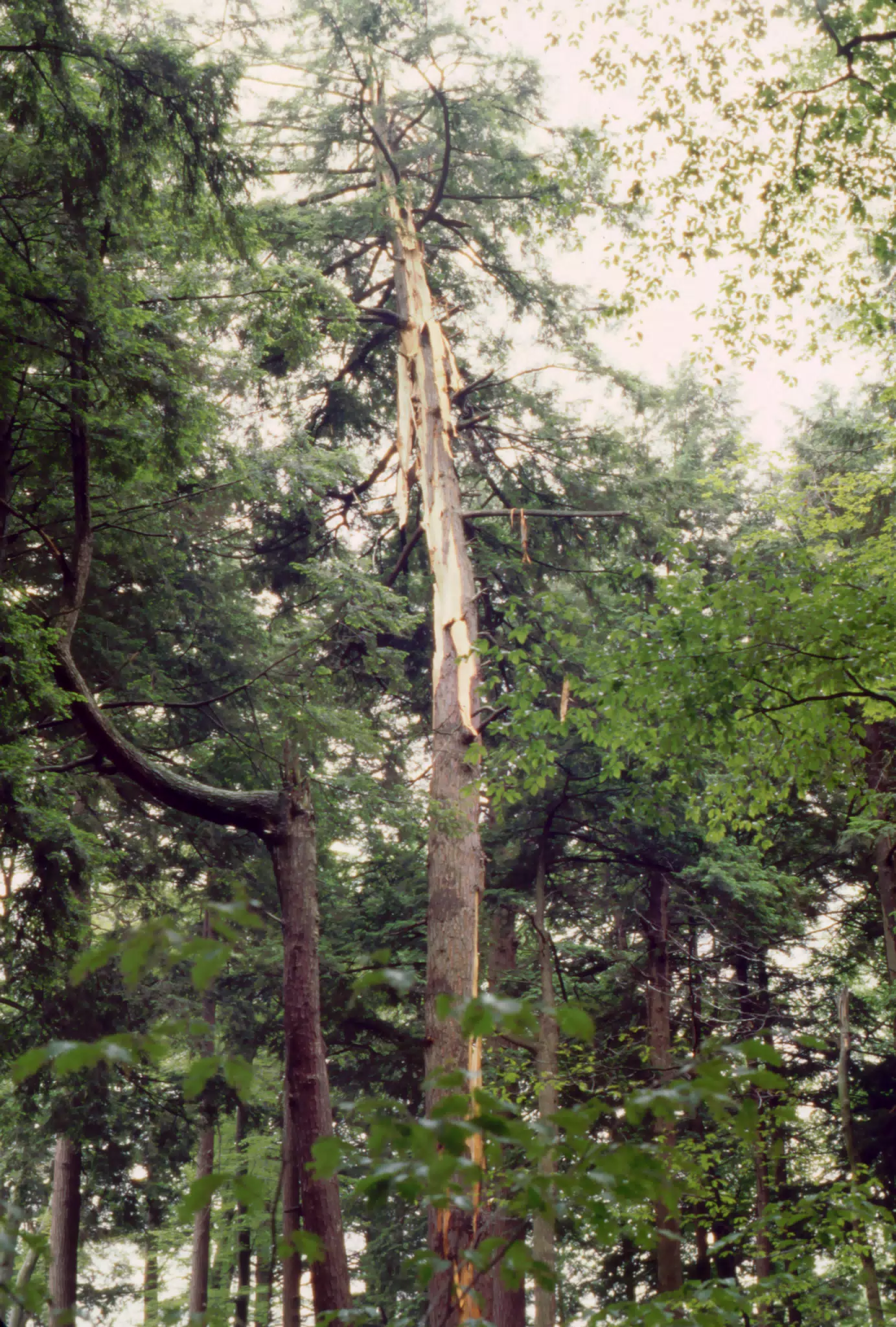 Allegheny National Forest