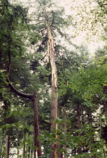 Allegheny National Forest