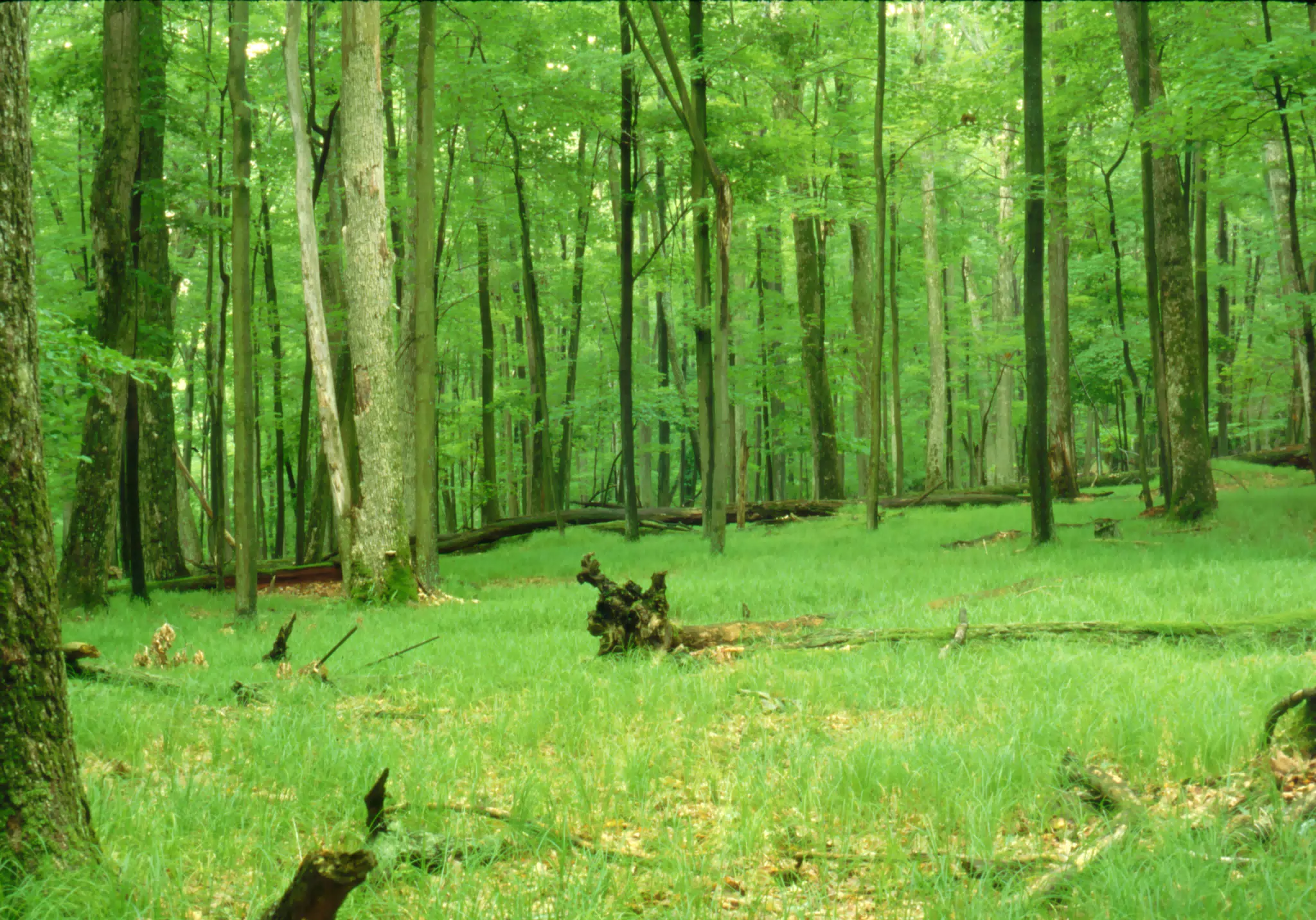 Allegheny National Forest