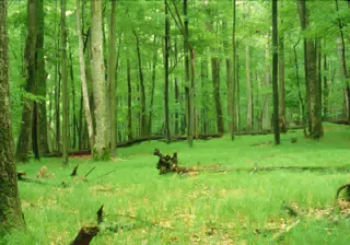 Allegheny National Forest