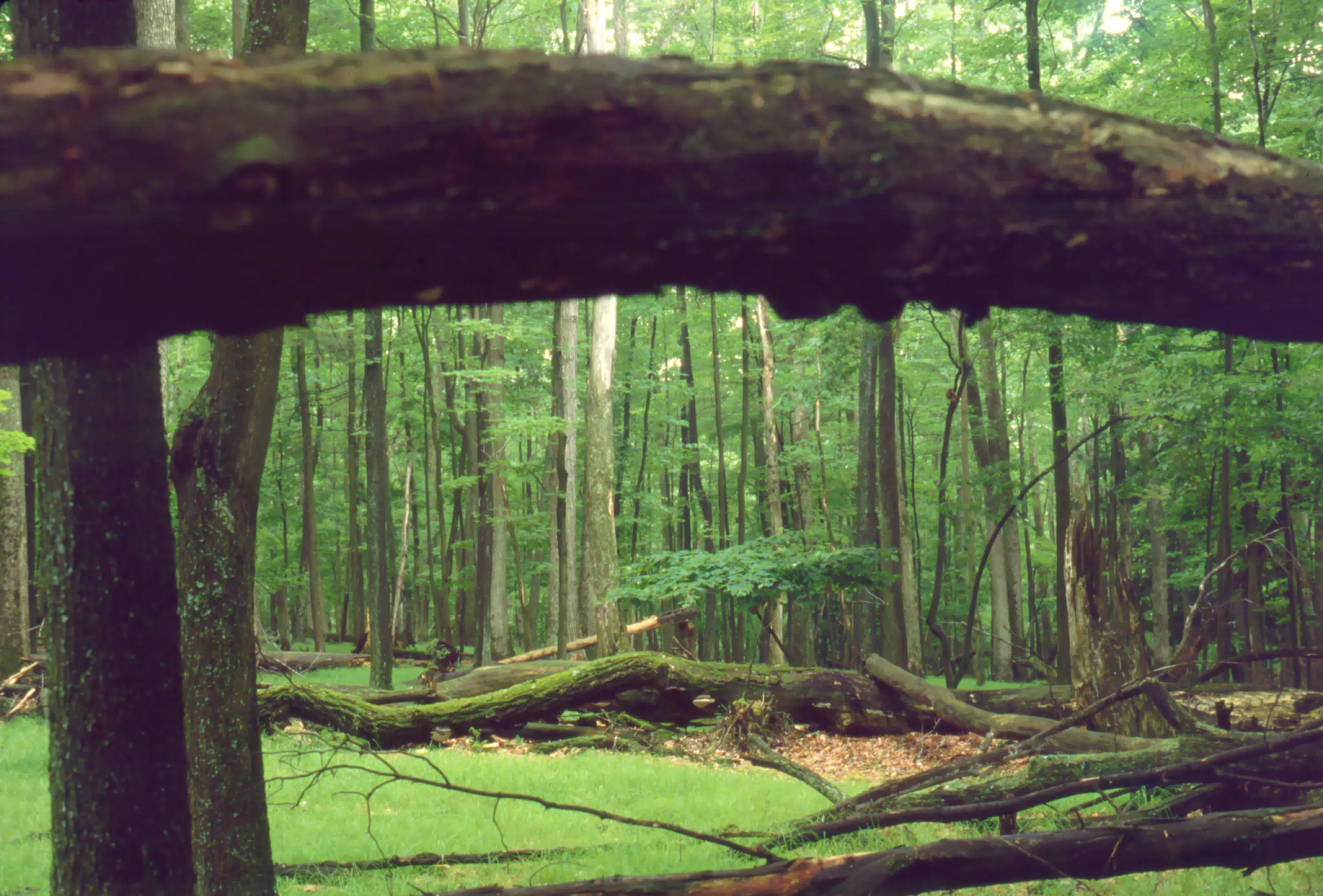 Allegheny National Forest