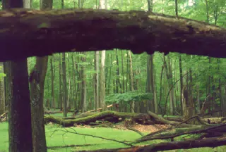 Allegheny National Forest
