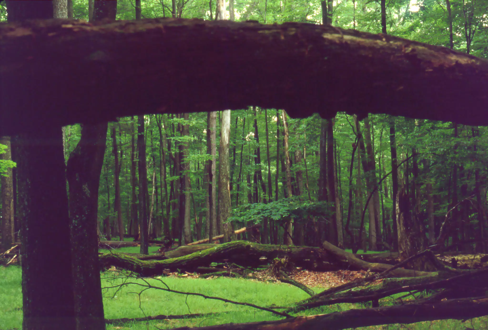 Allegheny National Forest