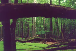 Allegheny National Forest